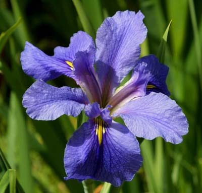Iris Meaning, Symbolism of Iris Flowers