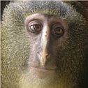 How did this new species of monkey get its name, and what does it mean ...